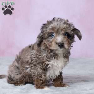 Dallas, Mini Aussiedoodle Puppy